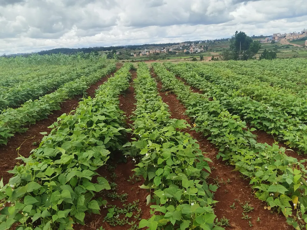 Un champ de haricots en pleine croissance