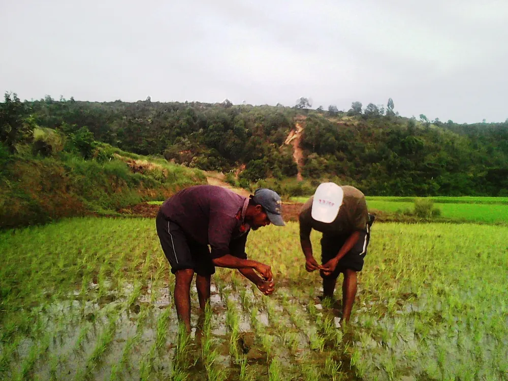 Deux agriculteurs dans une rizière