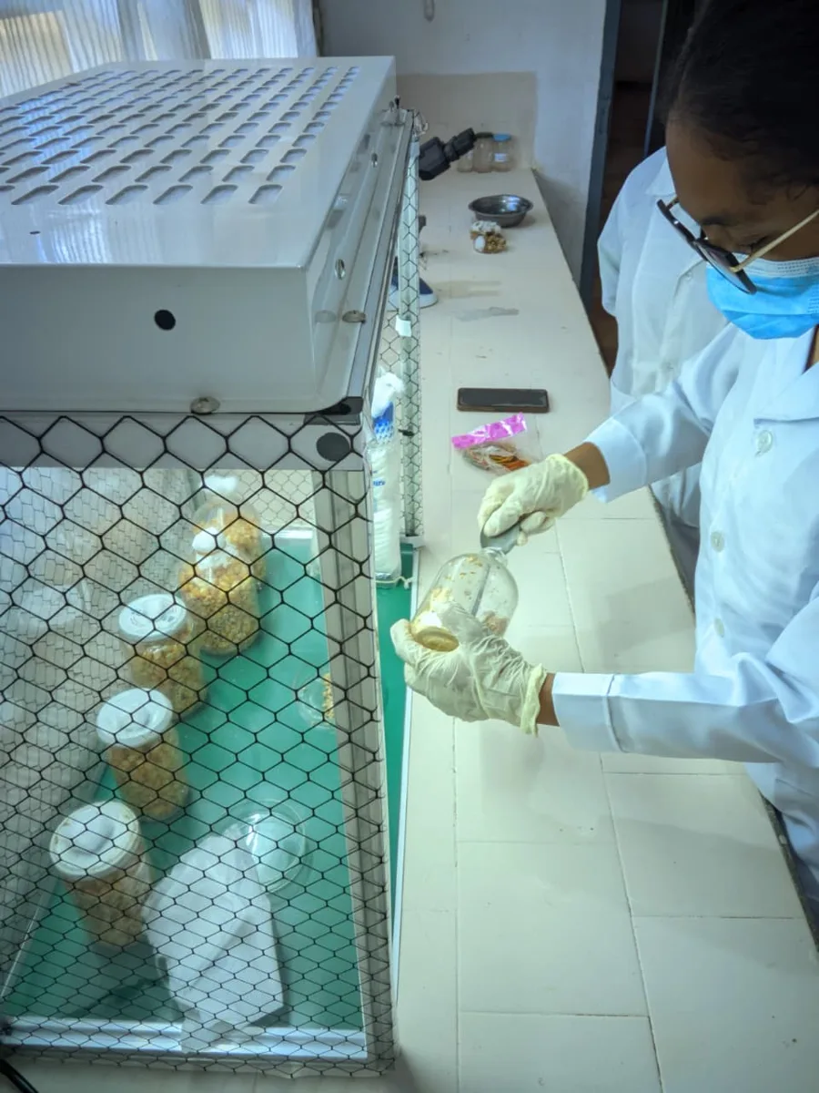 Des étudiants manipulent des bocaux d’échantillons au laboratoire